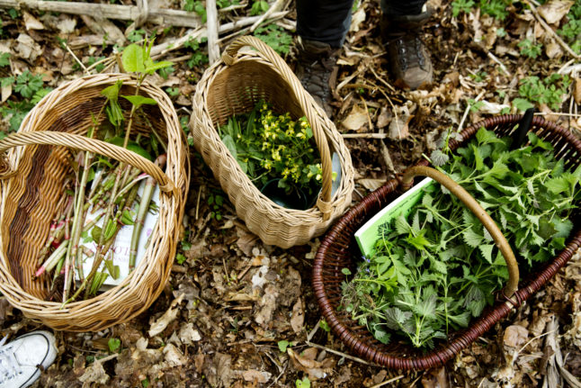 The three tasty treats that make spring in Sweden a forager's dream