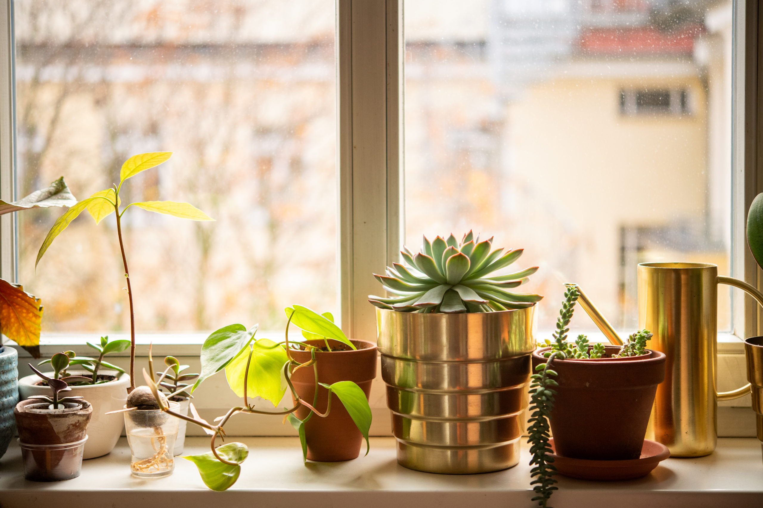 House plants on a window ledge.