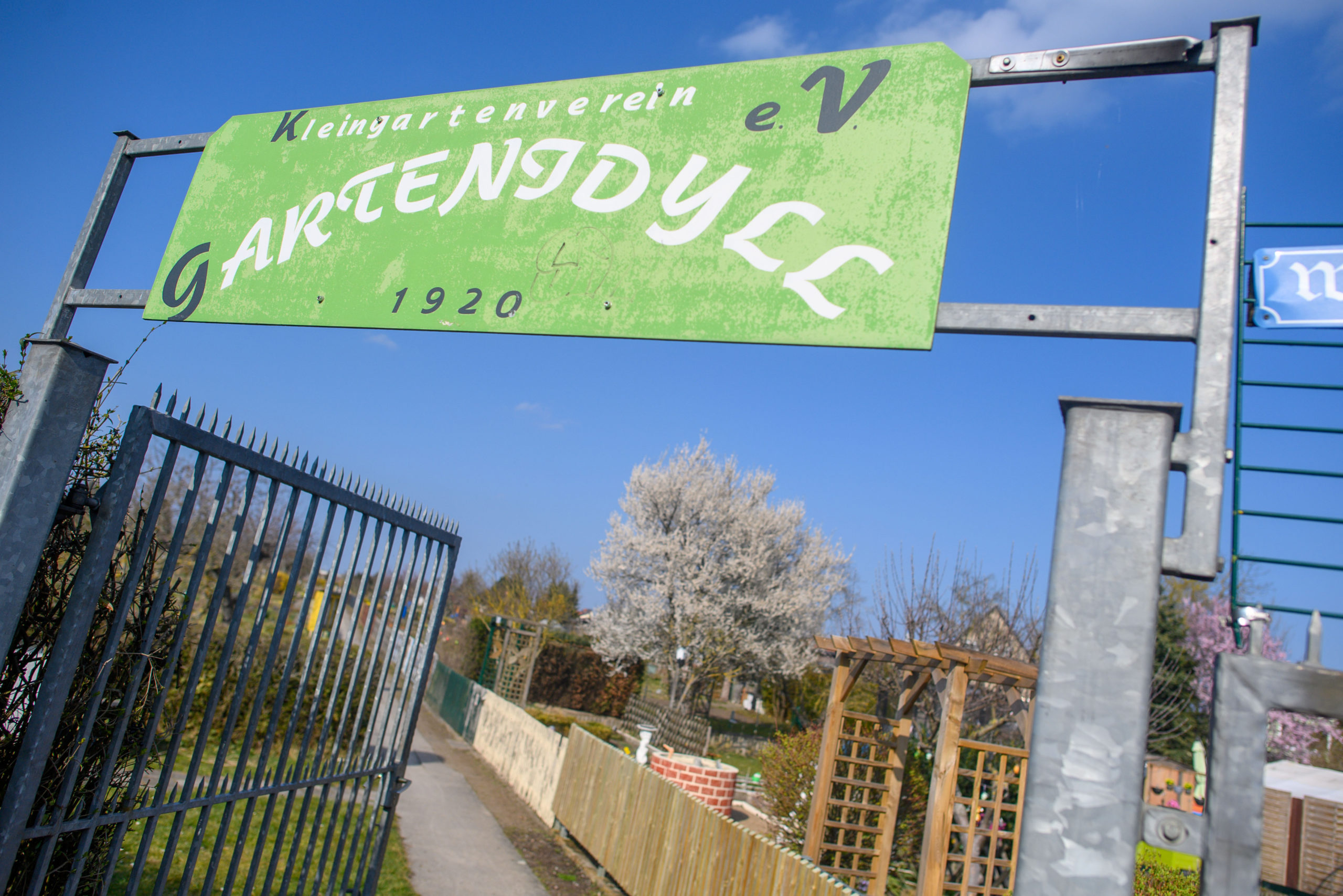 Trees bloom in the plots of the allotment garden association "Gartenidyll" in Saxony-Anhalt.