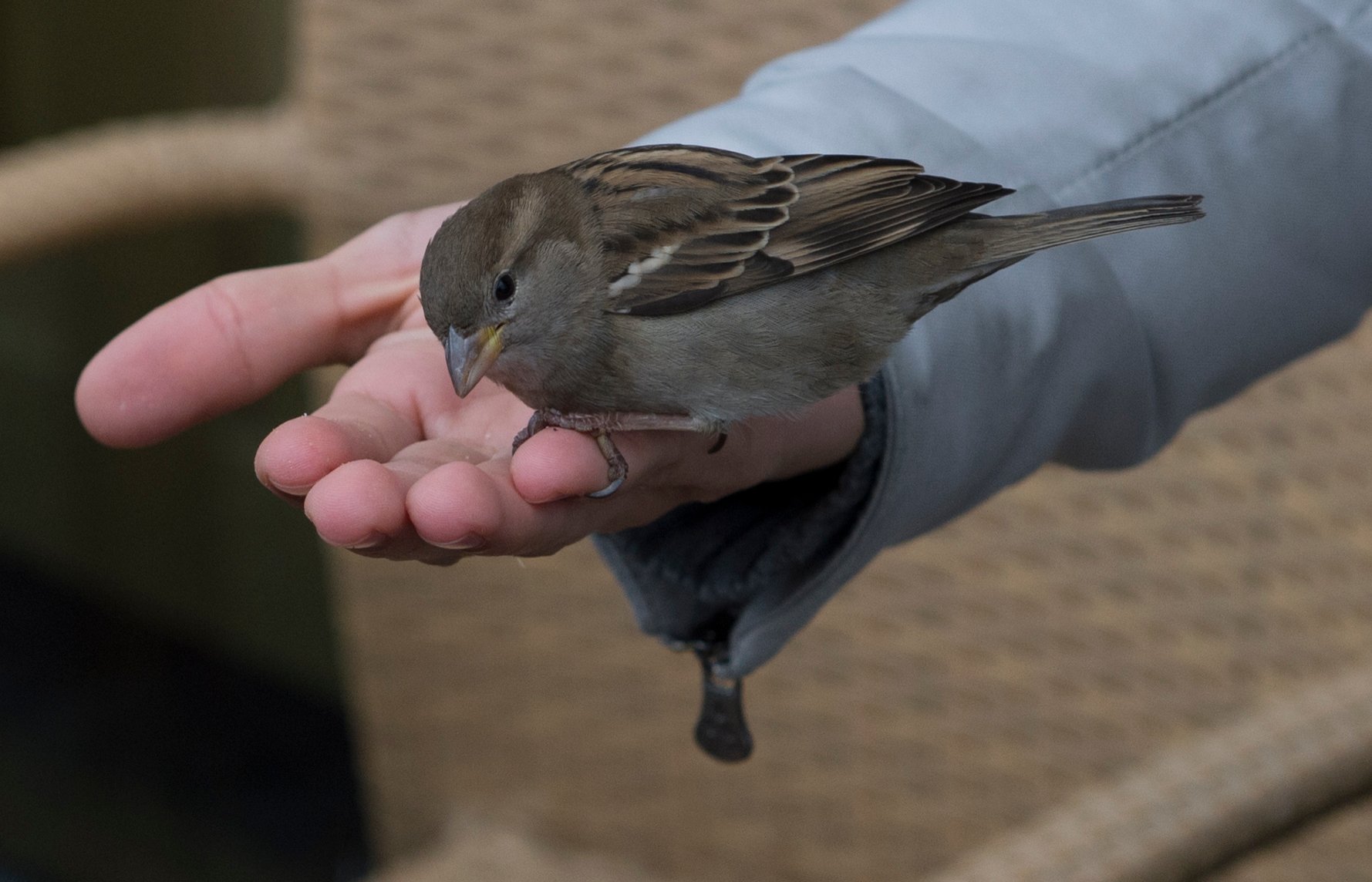 Sparrows land on a woman's hand to pick up bread crumbs in Berlin.