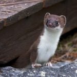 Why your Swiss car insurance should contain a ‘weasel clause’