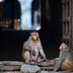 More monkeypox cases suspected across Spain