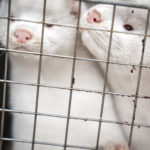 Danish health agency says mink farming poses low Covid-19 risk