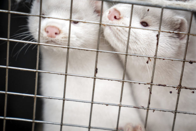 Minks at a Danish fur farm