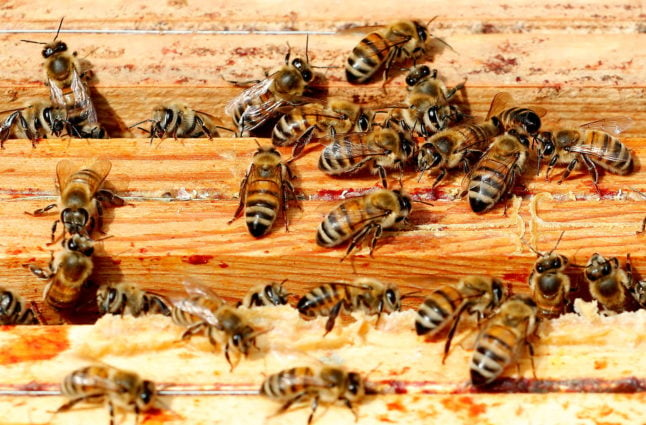 Why Denmark’s bees are becoming a rarer sight