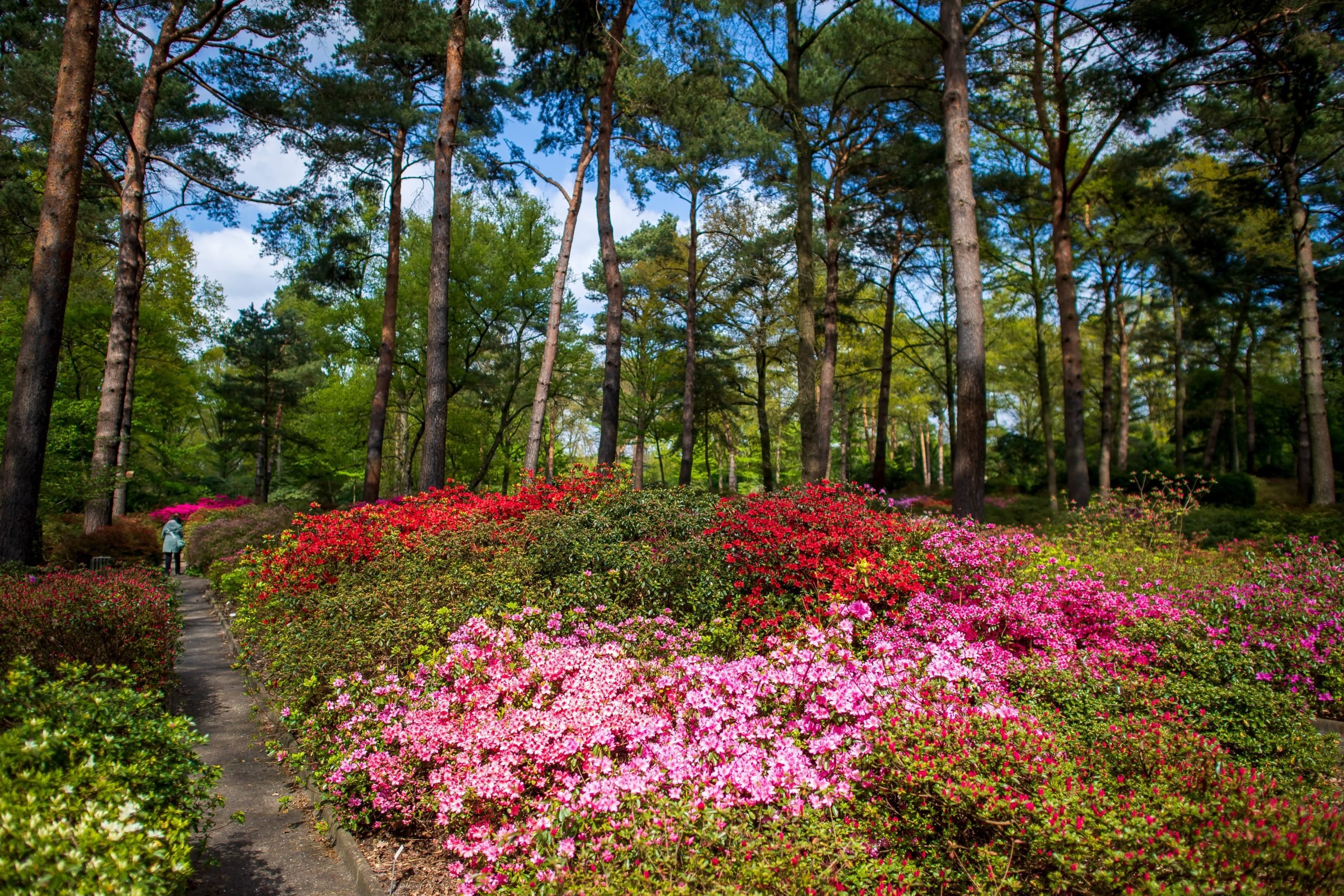 Rhododendren park Bremen