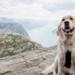 New laws: What you need to know about owning a dog in Norway 