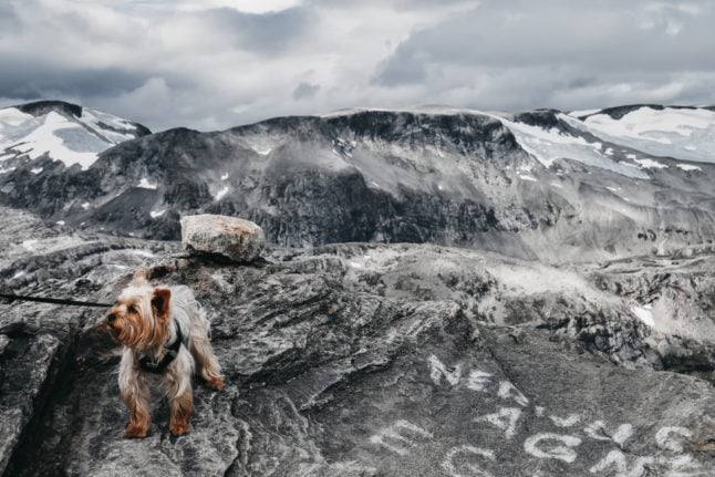 Pictured is a yorkshire terrier atop a mountain.