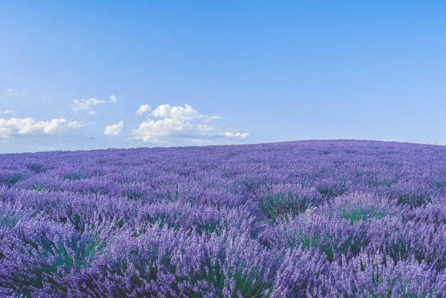 What to know when visiting France’s lavender fields this summer