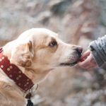 What you need to consider before adopting a rescue dog in Spain