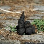 Does Spain have a dog poo problem?