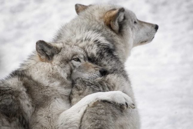 Swiss organisation again calls for volunteers to scare wolves away