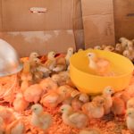 Austria bans ‘senseless’ killing of chicks with new animal welfare rules