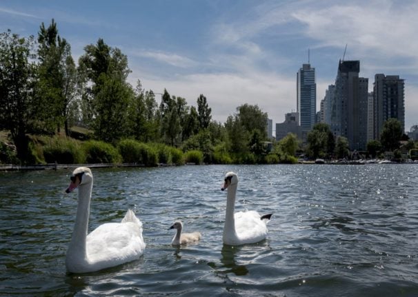 A couple of swans with their chick are seen on one of the branches of the Danube River, the Old Danube, near the Vienna International Centre in Vienna.