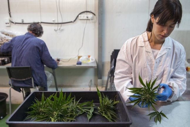 Pharmacies in Spain will be able to sell medical marijuana by the end of 2022