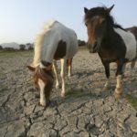 Trial begins in France over European horsemeat scandal