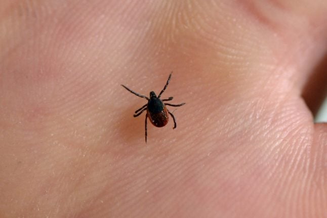 What you need to know about ticks in Denmark and how to avoid them