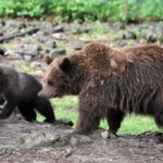 VIDEO: Spain searches for wounded bear and cub after brutal attack and fall