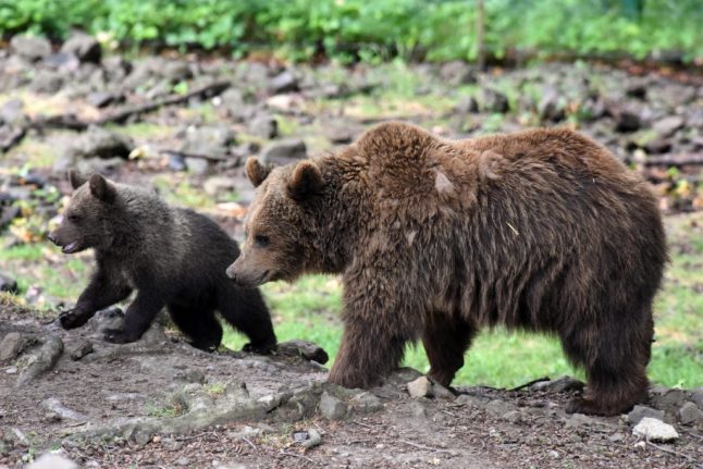 VIDEO: Spain searches for wounded bear and cub after brutal attack and fall