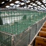 Half of Denmark’s mink breeders did not take Covid-19 tests despite requests