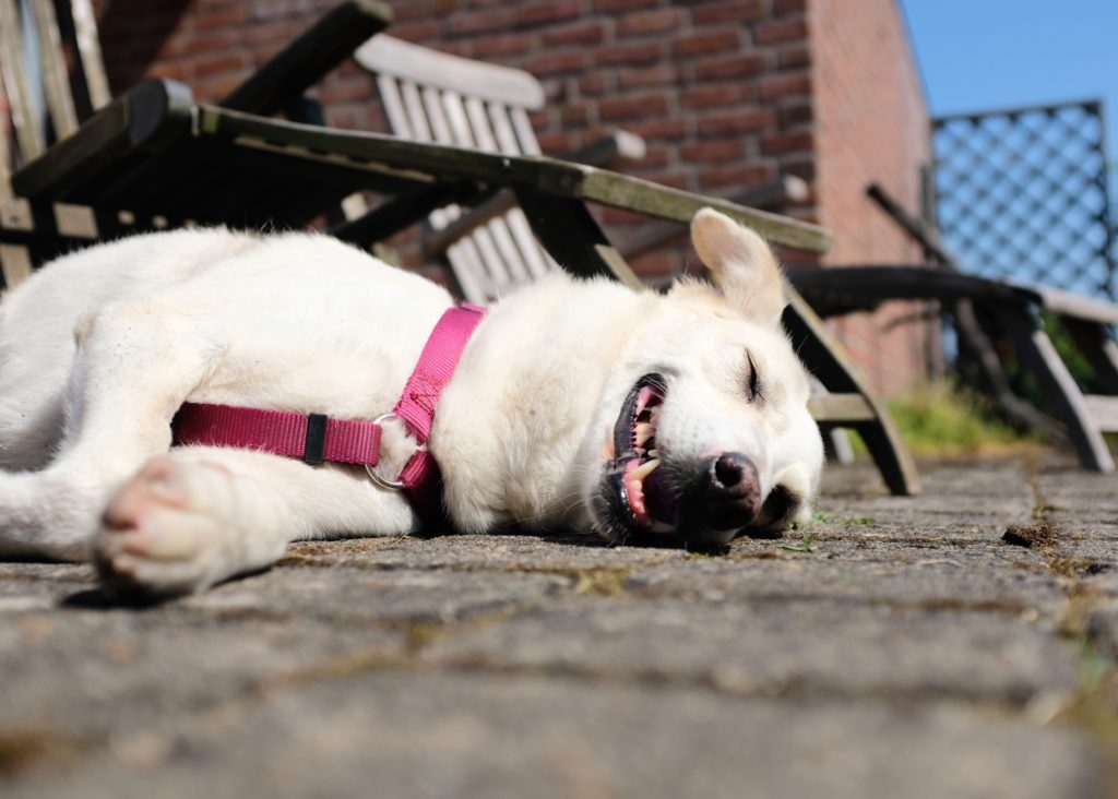 A dog lies exhausted on the stones of a terrace in summer temperatures. 