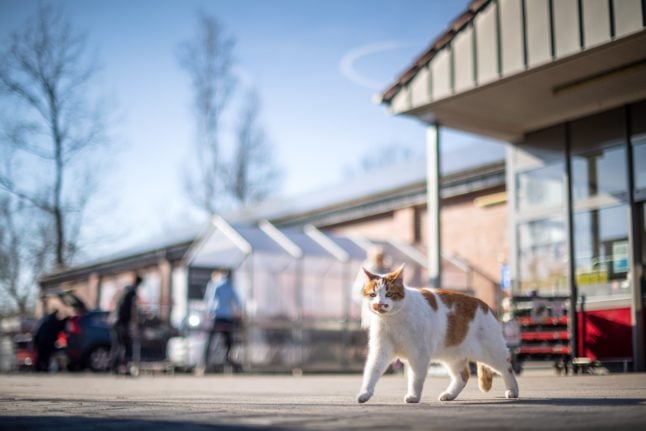 A cat walks near a supermarket in Oldenburg.