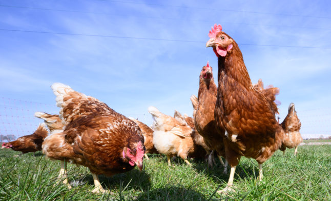 Chickens on a farm in Hannover