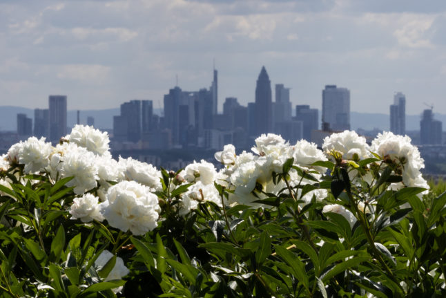 White peonies glow in the sunshine against the Frankfurt skyline. The photo was taken in the Taunus town of Bad Soden.
