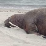 Walrus makes rare stop on German beach to delight of locals