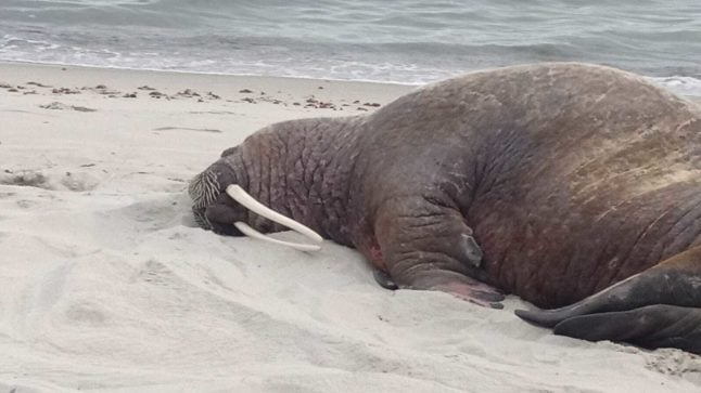 Walrus makes rare stop on German beach to delight of locals