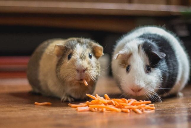 Guinea pigs must be kept at least in twos in Switzerland. Photo by Bonnie Kittle on Unsplash