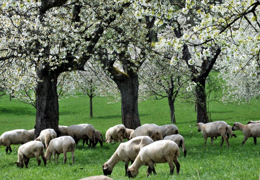 Sheep graze under flowering cherry trees on a tree meadow near Ebringen in the Markgräflerland region of southern Baden.