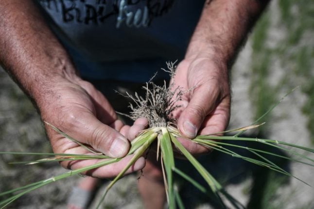 Italy's risotto rice fields decimated by worst drought in decades