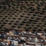 How drought is threatening Spain’s ‘green gold’ harvest