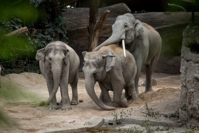 Elephants in the Zurich Zoo. Photo: Fabrice COFFRINI / AFP