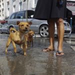 What you need to know about owning a dog in France