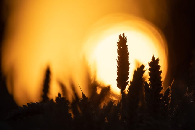 The sun rises behind a wheat field.