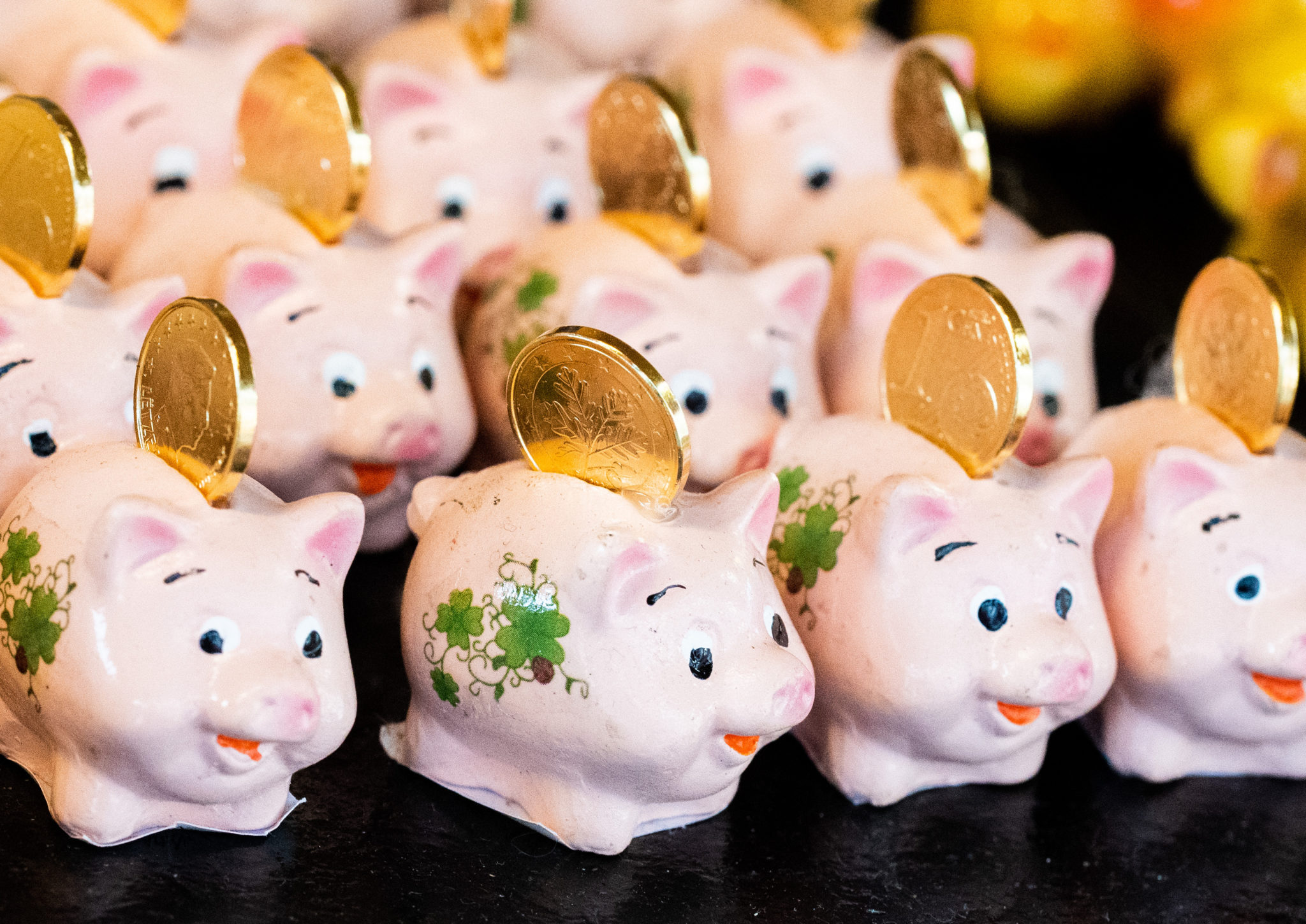 Everything you need to know about having a pet in Germany