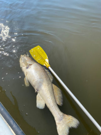 En død fisk flyter i vannet.  Miljøorganisasjonene BUND, Nabu og WWF slår alarm om de mange fiskene som har dødd i Elben.
