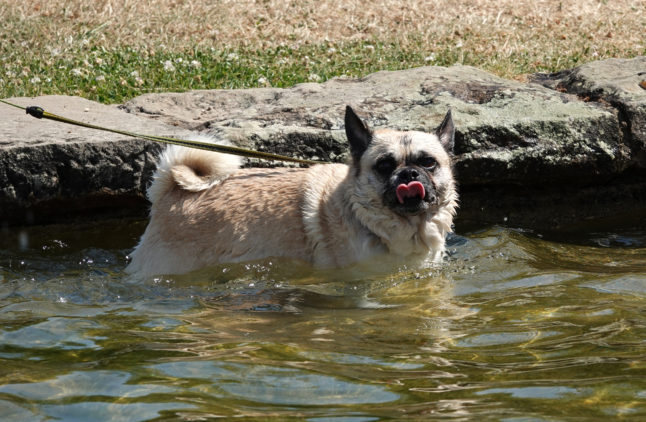 A dog in the water 