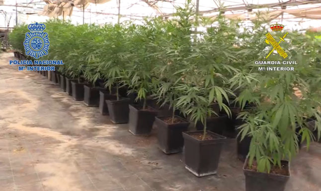 Spain police seize record six tonnes of marijuana