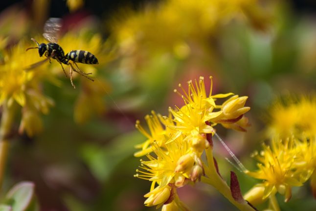 wasp flower bee austria