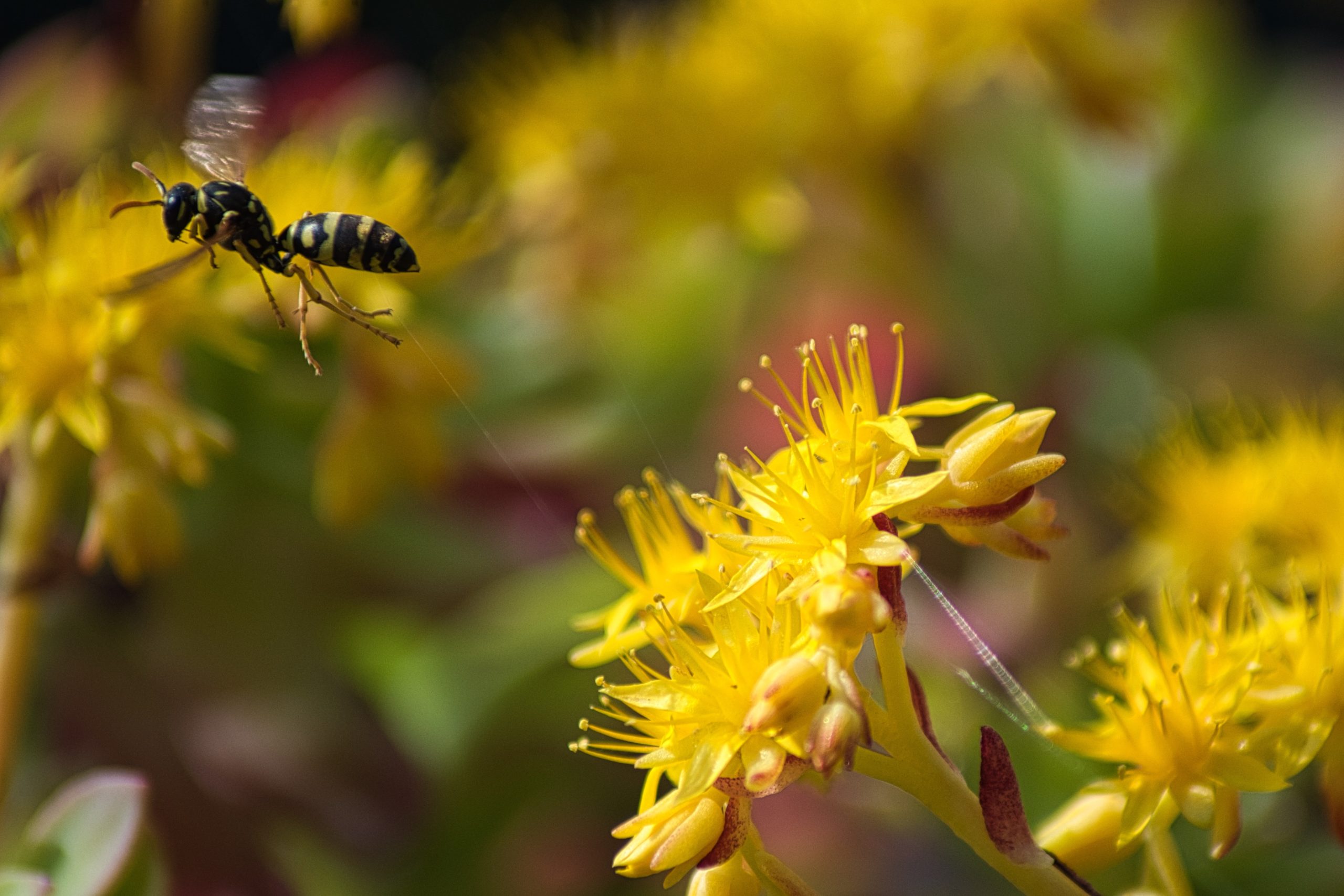 How To Avoid Wasps This Summer In Switzerland Time News