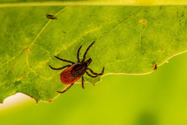 Ticks in Norway: Do I need to take a vaccine? 