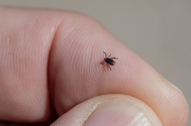 What you should know about ticks in France and how to avoid them