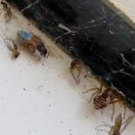 What to do about insects and other pests in your home in Spain?