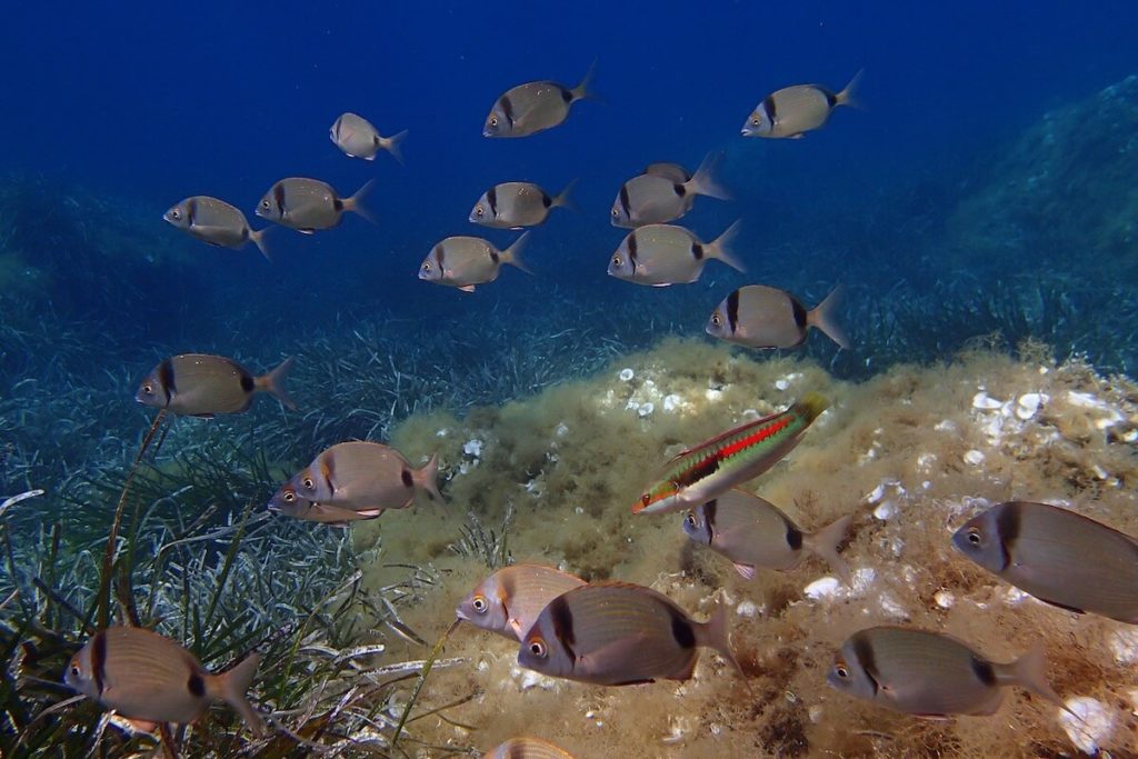 9 of the best snorkelling sites in France The Local