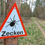 Ticks in Germany: How to avoid them and what to do if you get bitten