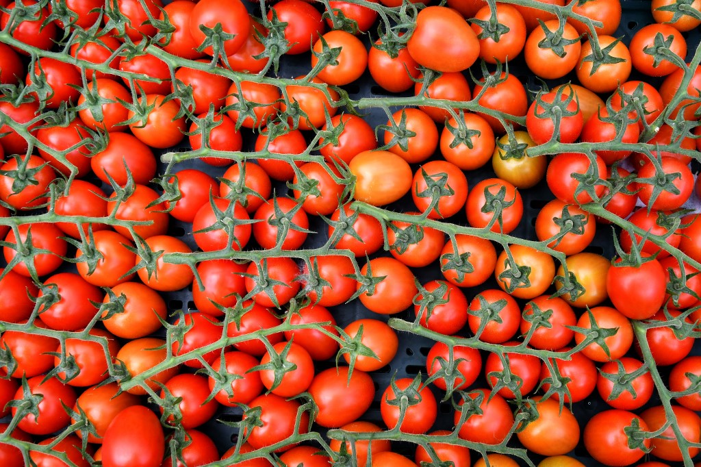 Tomatoes in Italy
