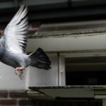 French history myths: The French army still sends messages by carrier pigeon